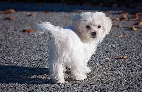 Introduction To Dog Breeds Maltese Kohepets Blog
