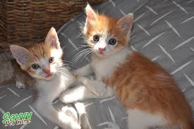 Jun 06, 2021 · the lifespan of orange tabby cats depends on their particular breed and not cover patterns. The Glorious Tabby Cat Personality Pattern History Savvy Pet Care