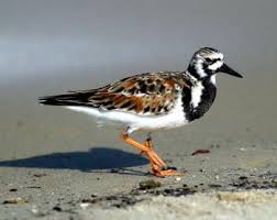 Shore Birds Of Cape Cod Ruddy Turnstone The Delaware Bay Is The 2nd Largest Staging Area For Shorebirds In North America Approx 1 Million S Coastal Birds Bird Life List Sea Birds