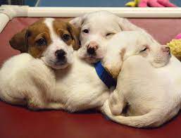 We serve the people and pets of vilas county, helping to rescue and rehome cats, kittens, dogs and puppies. Wisconsin Humane Society Home Facebook