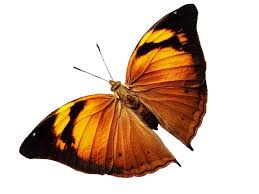 Image result for Doellia