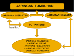 2011 terdapat 2 jaringan pada tumbuhan, yaitu jaringan meristem (embrional) dan jaringan b. 46 Background Ppt Biologi Tumbuhan