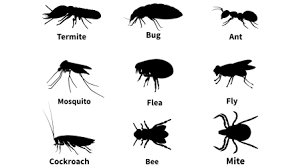 They lay eggs close to where their host is, according to stuart. Identify The Differences Between Bed Bugs And Fleas