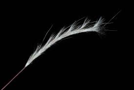 Image result for Schizachyrium claudopus