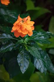 Image result for Crossandra nilotica