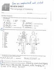 Displaying 8 worksheets for review sheet the language of anatomy. Lab1wksht 2 Pdf Lab Time Date The Language Of Anatomy Surface Anatomy 1 Match Each Of The Numbered Descriptions With The Related Term In The Key And Course Hero