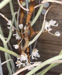 Image result for Microcoelia stolzii