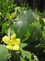Image result for Citrullus lanatus