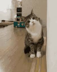 Check spelling or type a new query. Confused Cat Gifs Tenor