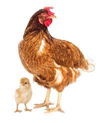 Gallinas Isa Brown La Ponedora De Los Huevos De Oro