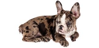 The akc specified in this initial breed standard that dark brindle and dark brindle and white were desired. Rare Or Exotic Puppies Signal Red Flags Aspca