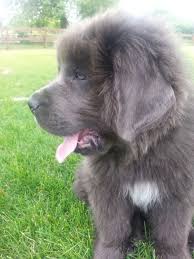 Coal valley kennel kristen reid 13896 gossett rd west frankfort il 62896 phone: Gray Newfoundland Puppy He S 10 Weeks Old Newfoundland Newfoundland Puppies Newfoundland Dog Puppy Newfoundland Dog