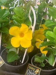 Image result for dipladenie žlutá obrázek