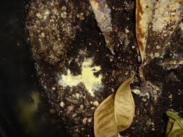 Here a small growth can be seen about an inch in front of the base of the schefflera: Identification Yellow Houseplant Soil Fungus Id And Advice Ubc Botanical Garden Forums