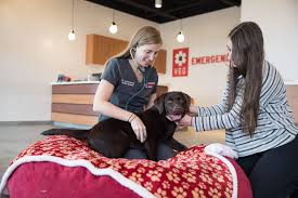 Check spelling or type a new query. 7 Signs Of An Allergic Reaction In Dogs Veterinary Emergency Group