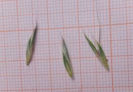 Image result for Andropogon festuciformis