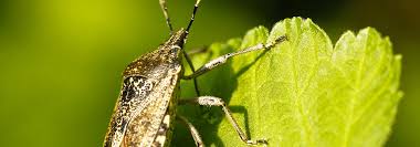 Fighting with stink bugs all over your house? Stink Bug Removal Services Bee Control Pittsburgh