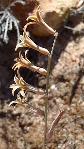 Image result for Dipcadi brevifolium