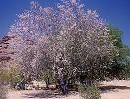 Maybe you would like to learn more about one of these? A Sonoran Desert Icon Spadefoot Nursery