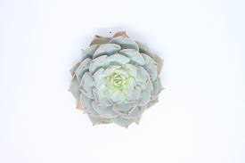 Image result for Senecio subsessilis