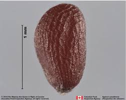 Image result for Erucastrum arabicum