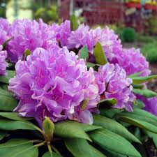 Lavender Rhododendron Shrub In 2020 Rhododendron Plant Fast Growing Trees Rhododendron