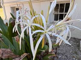 Image result for Crinum subcernuum