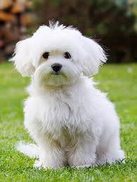 Dog Little White Dog Maltese Pinch Aff White Dog Dog Pinch Maltese Ad Maltese Dogs Maltese Breed Maltese Poodle