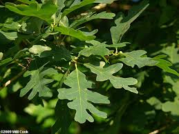 101 w hwy 80 ste a white oak, tx 75693. White Oak Quercus Alba