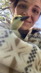 Why prefer hardware cloth over chicken wire for bird enclosures?