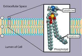 The Cell Membrane Structure Phospholipids Teachmephysiology