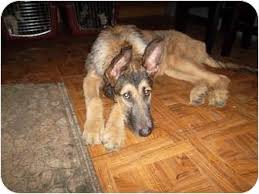 Please read our german shepherd breed buying advice page first, or try our useful dog breed selector to find the perfect dog breed. Irish Wolfhound Mix Meet Thistle A Pet For Adoption Irish Wolfhound Irish Wolfhound Mix Wolfhound