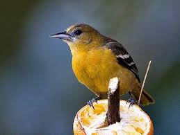 Orange Bird With Black And White Wings Pin On 365 Days Our Planet S Flora Fauna