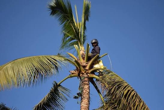 Coconut tree cutting in Hyderabad