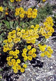 Image result for Eriosema pumilum