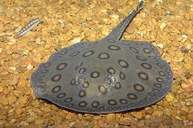 Jika dilihat dari bentuk hewan laut ini, memang cukup unik dan. Berbagai Macam Jenis Ikan Pari Air Tawar Stingray Beserta Harganya Ikanesia Id