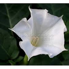 Die magischen mondblumen auf der geheimen lichtung beginnen zu verwe. 100 Grosse Weisse Mond Blumen Samen Duftenden Duftenden Garten Pflanzen Plants Gardening Plant Plantsplanting Flower Seeds Aliexpress