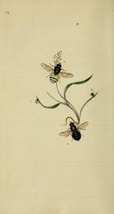 V 15 1811 The Natural History Of British Insects Biodiversity Heritage Library Bee Art Insect Art Bee