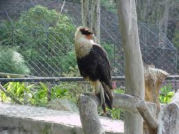 Check spelling or type a new query. Zoologicos Carcel De Animales O Parque De Entretenimiento Steemit