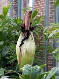 Pin On Gardenplants Ideas