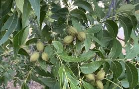 Image result for Carya illinoinensis