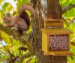 Eichhornchen Futterhaus Bauen In 2020 Eichhornchen Futterhaus Futterhaus Eichhornchen