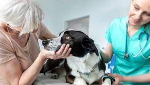 Gut, jeder hund wird ein mal alt und krankheiten sind nicht ausgeschlossen! Hund Einschlafern Der Schwerste Gang Fur Tier Und Besitzer Bunte De