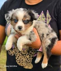 Australian Shepherd Dog Photos and Information
