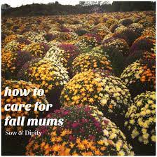 Prune all the dead parts down to the roots. How To Care For Fall Mums