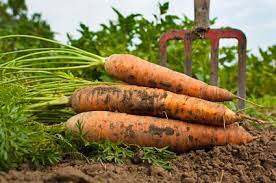 Tips For Growing Carrots This Fall With Images Growing Carrots Garden Veggies
