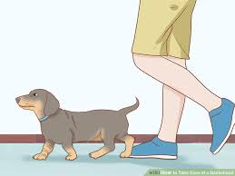 3 Ways To Take Care Of A Dachshund Wikihow