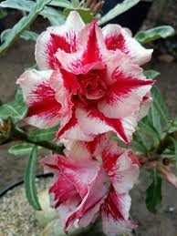 Bunga bunga adenium yang sangat indah, wajib di miliki buat para kolektor bunga adenium bunga adenium mekar dan lebat tentunya ingin dinikmati oleh setiap orang pecinta adenium. Harga Adenium Bunga Tumpuk Grosir Bibit Tanaman