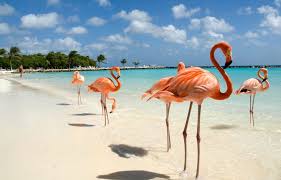 Because that beach with flamingos is called flamingo beach, and it's located on a private island in aruba. Flamingo Beach Aruba Lees Hier Alles Over Dit Fantastische Strand
