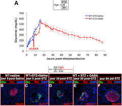 Hyperglycmie (le glucose ne pntre pas dans les question n1 : Le Gaba Une Molecule Prometteuse Pour Soigner Le Diabete De Type 1 Planet Vie